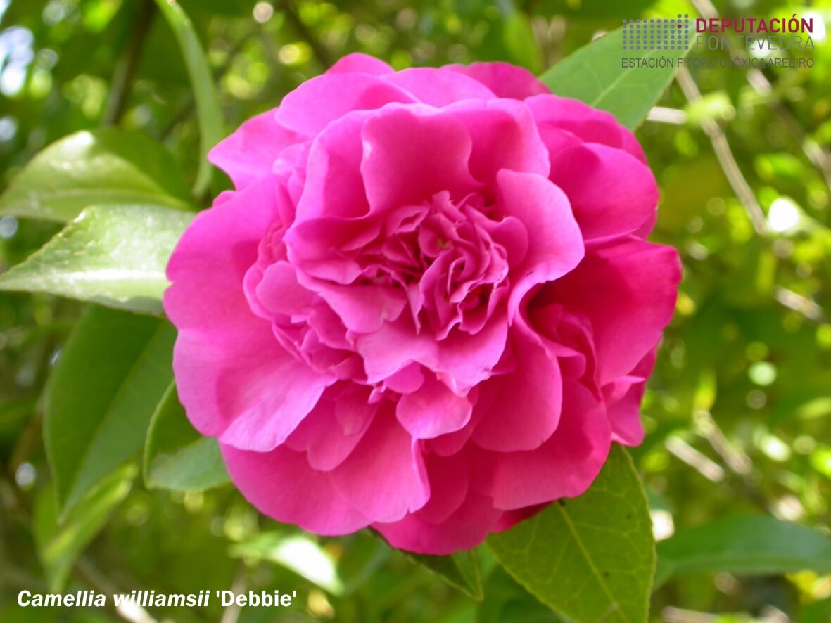 Camelia williamsii 'Debbie'