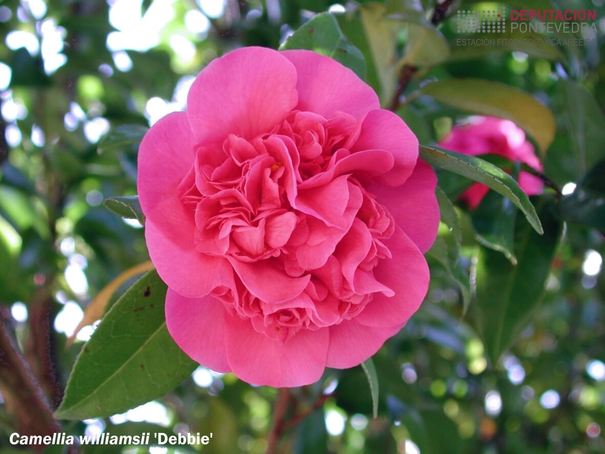 Camelia williamsii 'Debbie'
