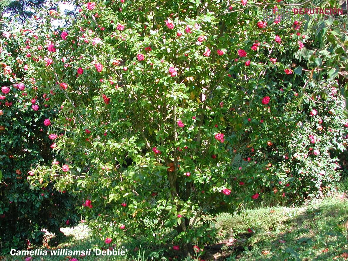 Camelia williamsii 'Debbie'