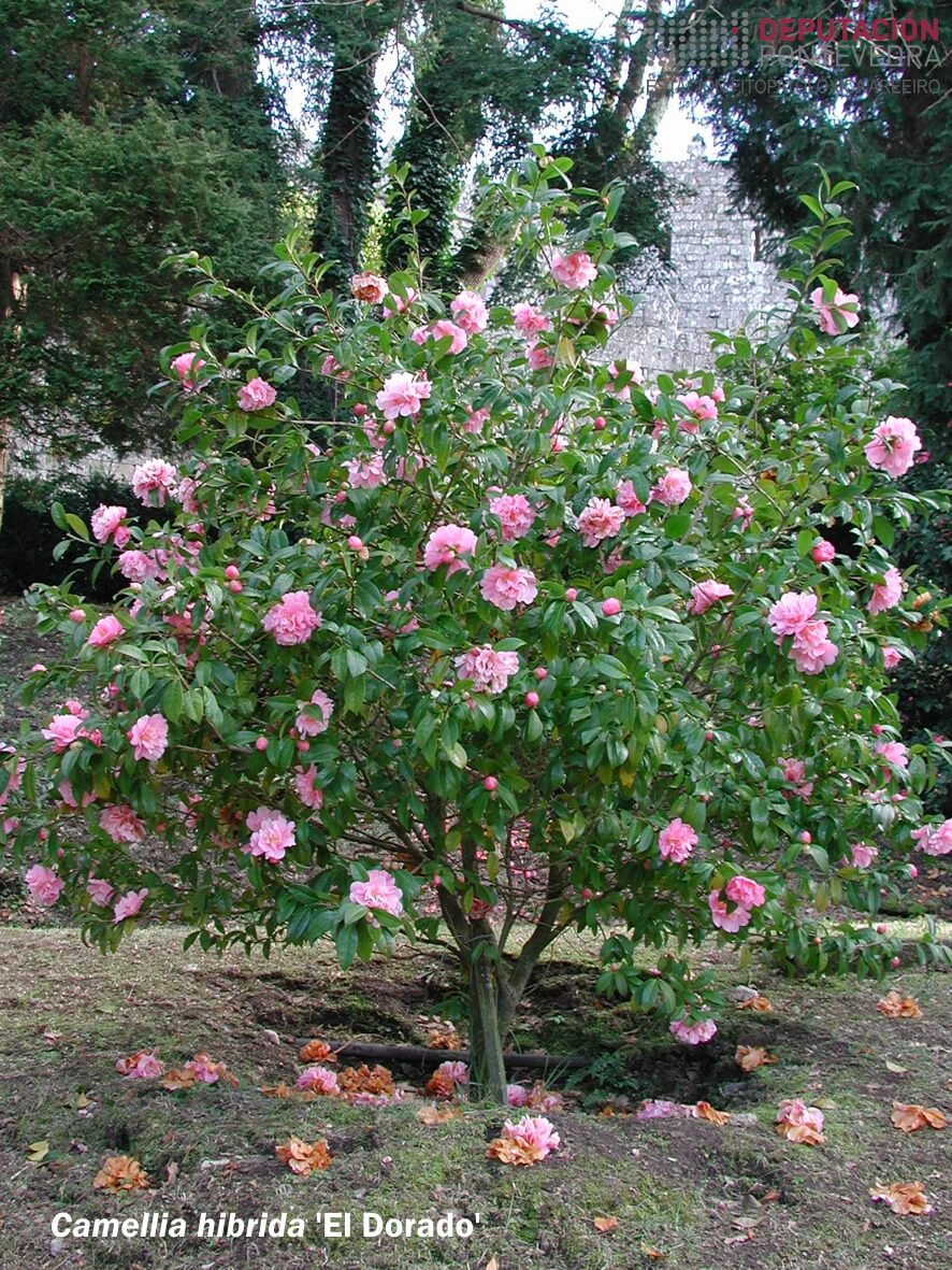 Camelia híbrida 'El Dorado'