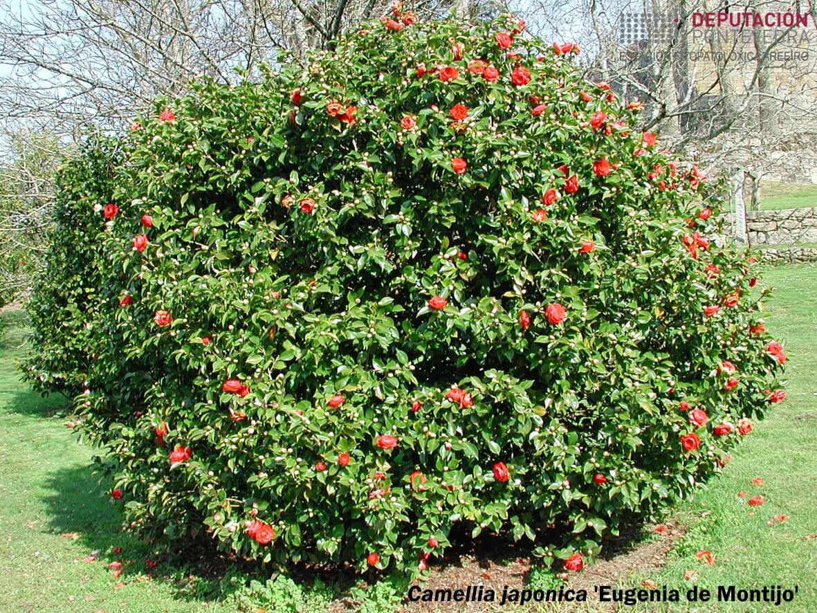 Camelia xapónica 'Eugenia de Montijo'