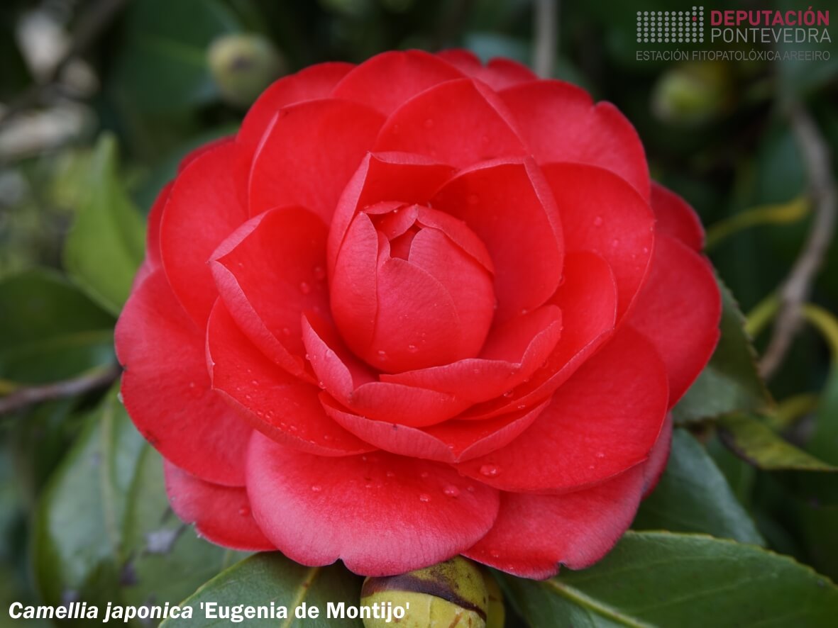 Camelia xapónica 'Eugenia de Montijo'