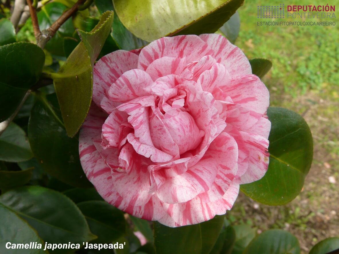 Camelia xapónica 'Jaspeada'