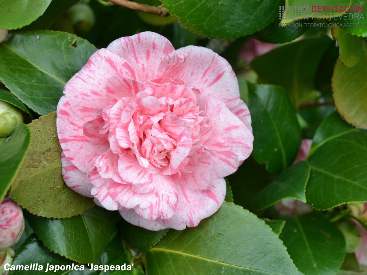 Camelia xapónica 'Jaspeada'