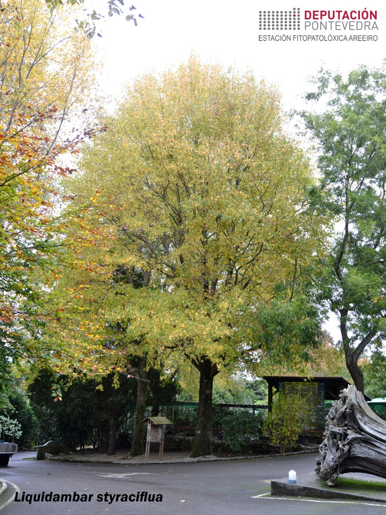 Liquidámbar