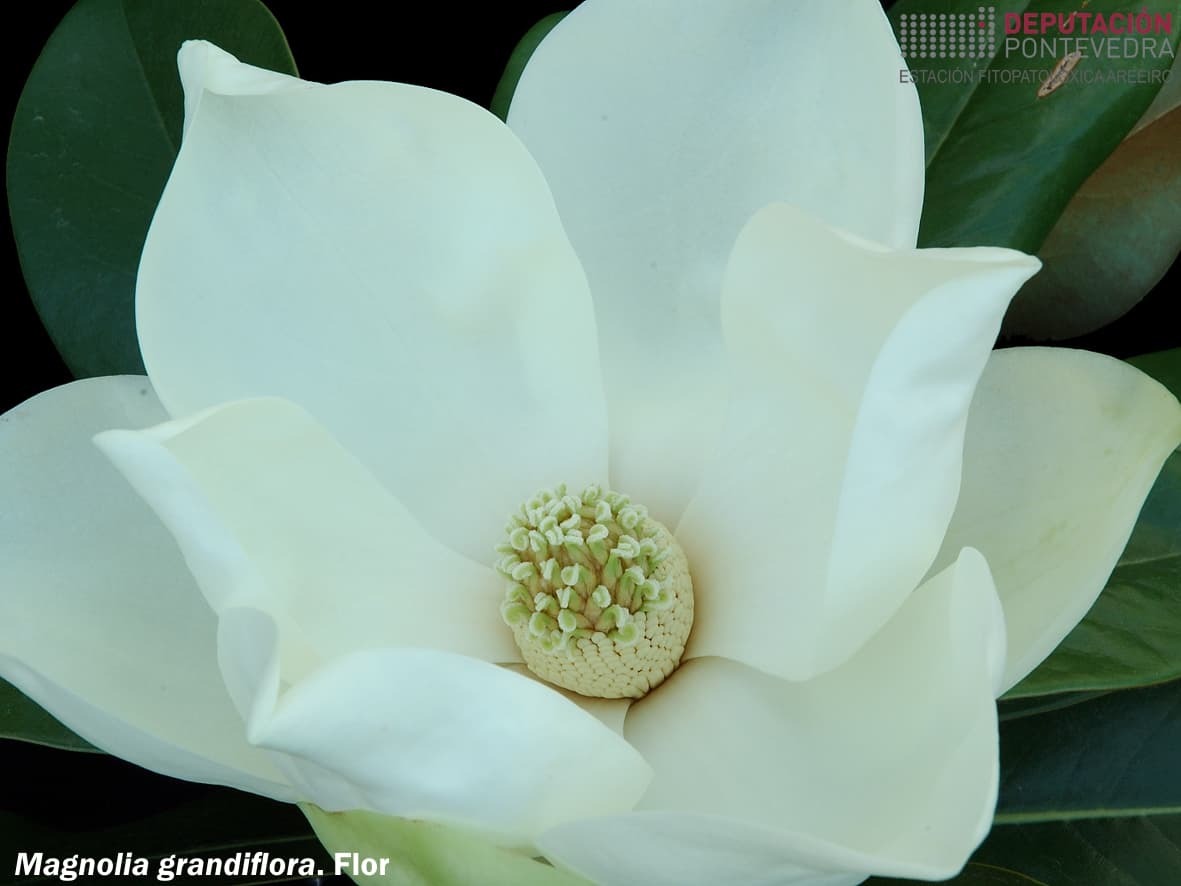 Magnolio