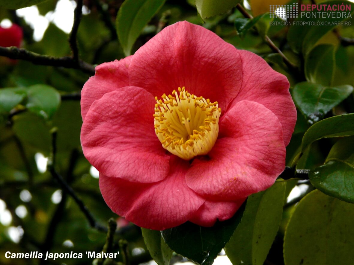 Camelia xapónica 'Malvar'