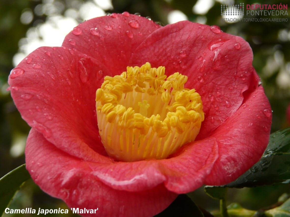 Camelia xapónica 'Malvar'