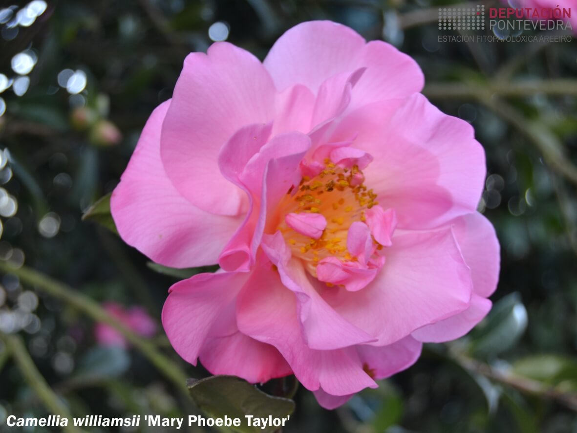 Camelia williamsii 'Mary Phoebe Taylor'