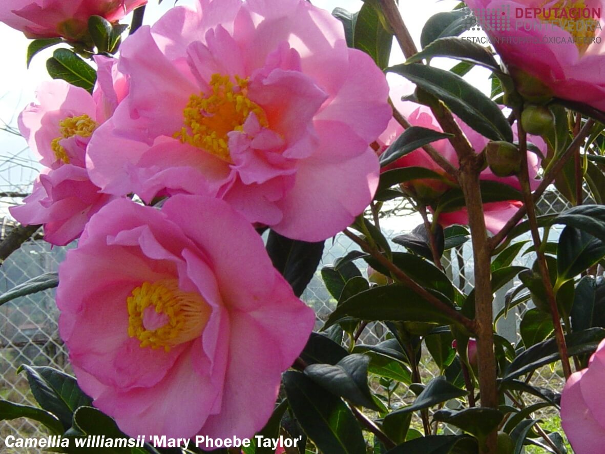 Camelia williamsii 'Mary Phoebe Taylor'