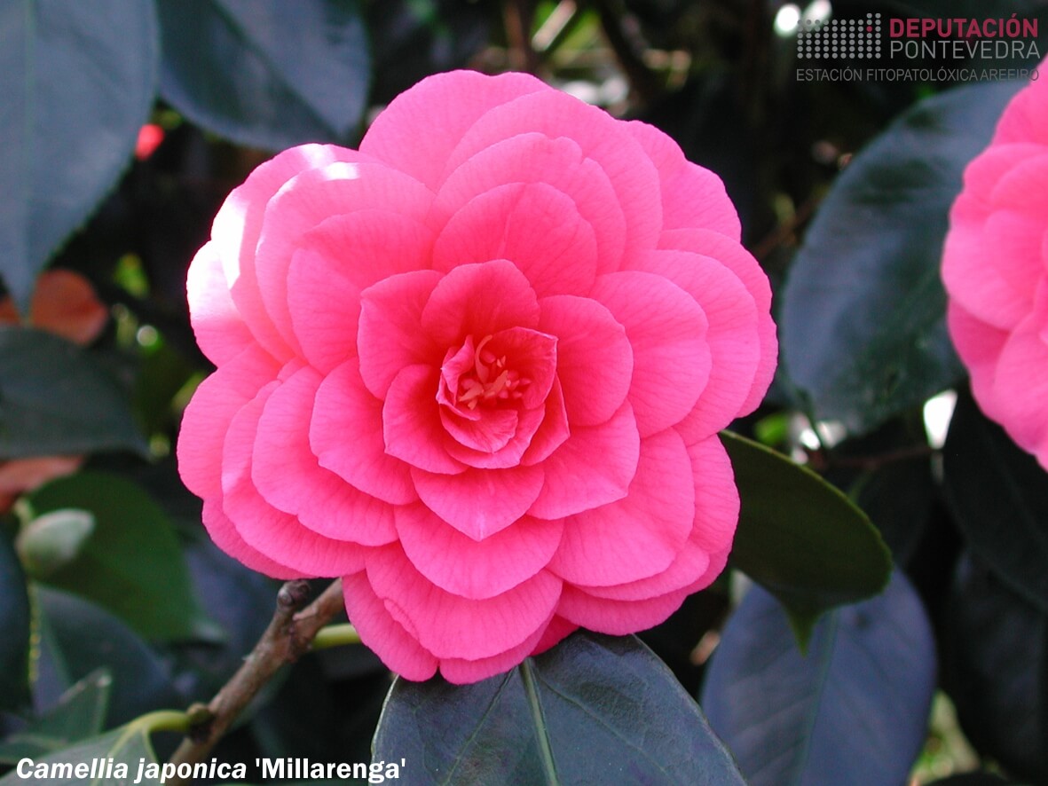 Camelia xapónica 'Millarenga'
