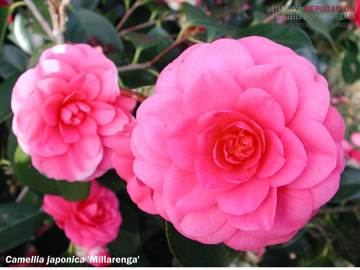 Camelia xapónica 'Millarenga'