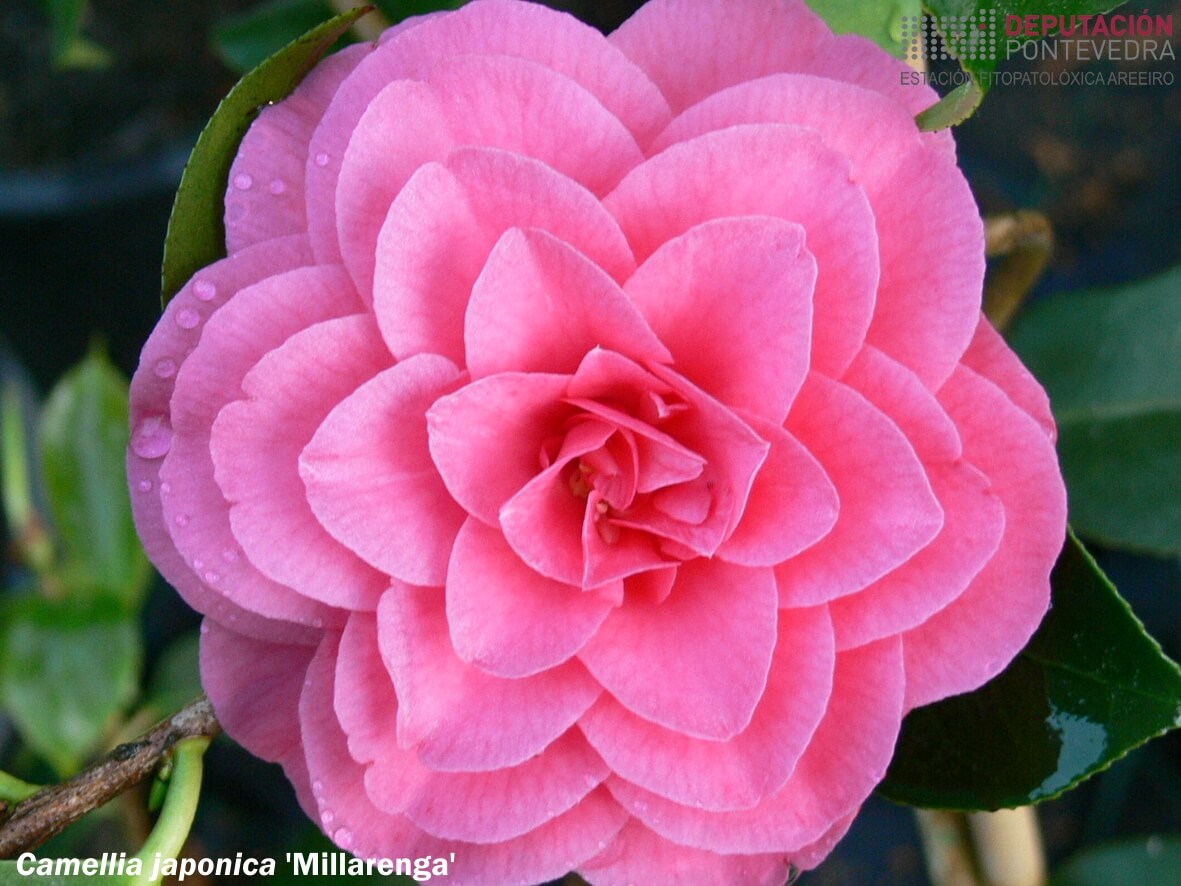 Camelia xapónica 'Millarenga'