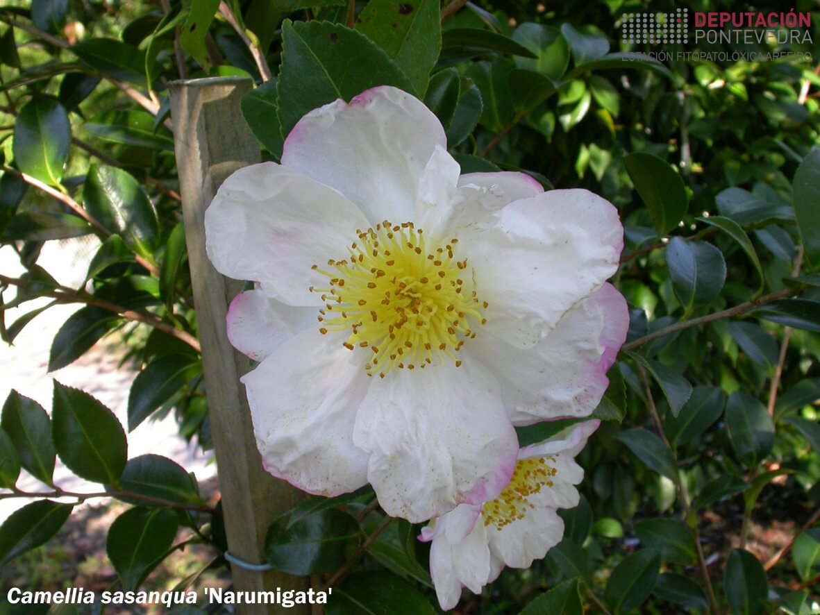Camelia sasanqua 'Narumigata'