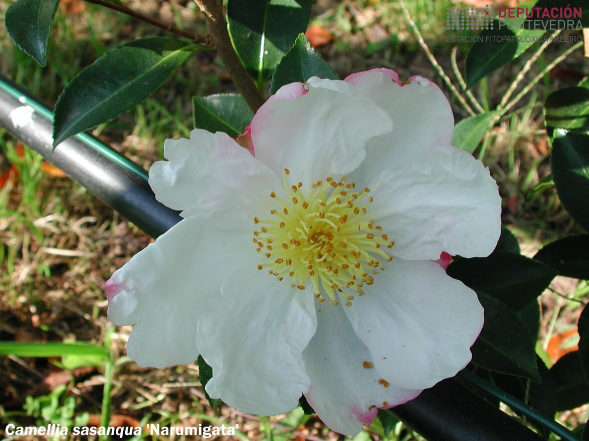 Camelia sasanqua 'Narumigata'