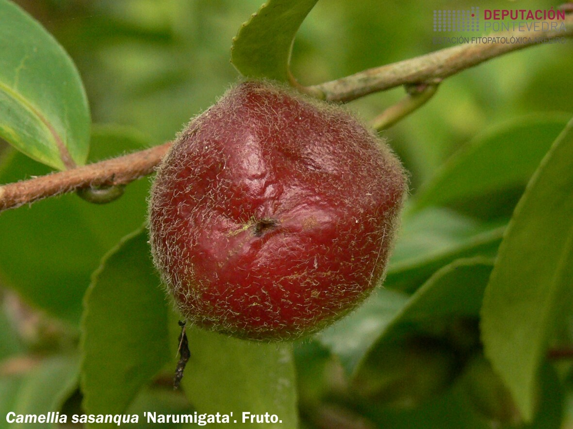Camelia sasanqua 'Narumigata'