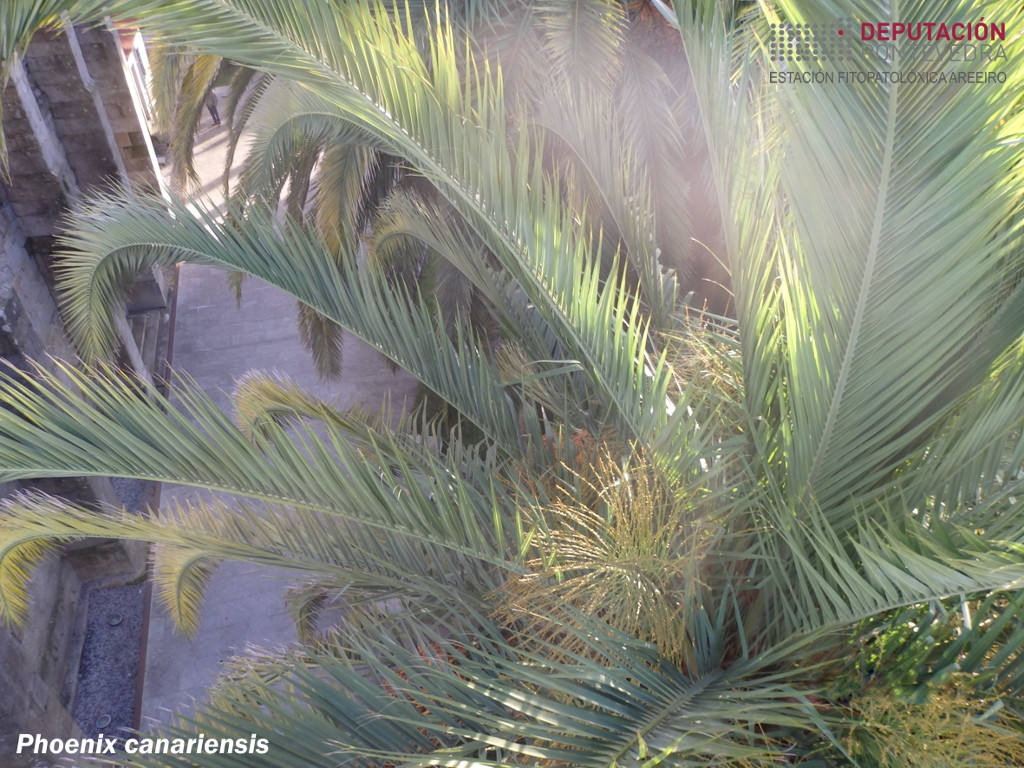 Palmeira canaria