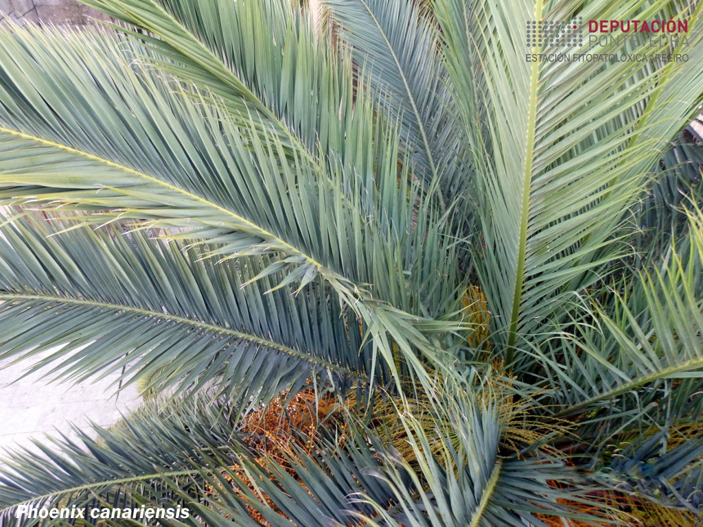 Palmeira canaria
