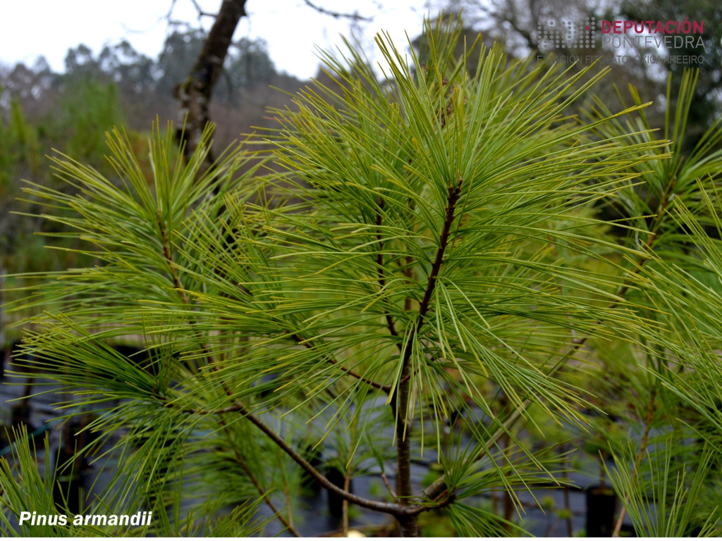 Piñeiro blanco chino