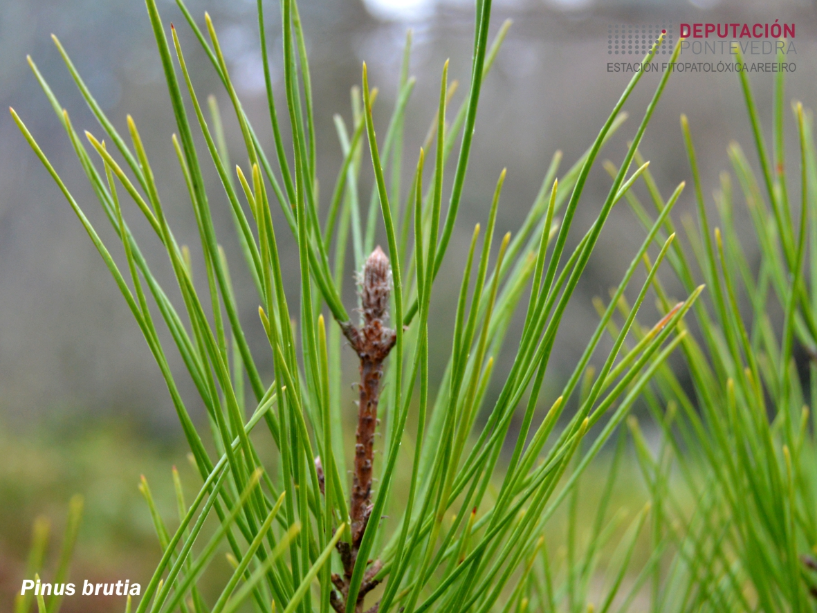 Piñeiro de Calabria