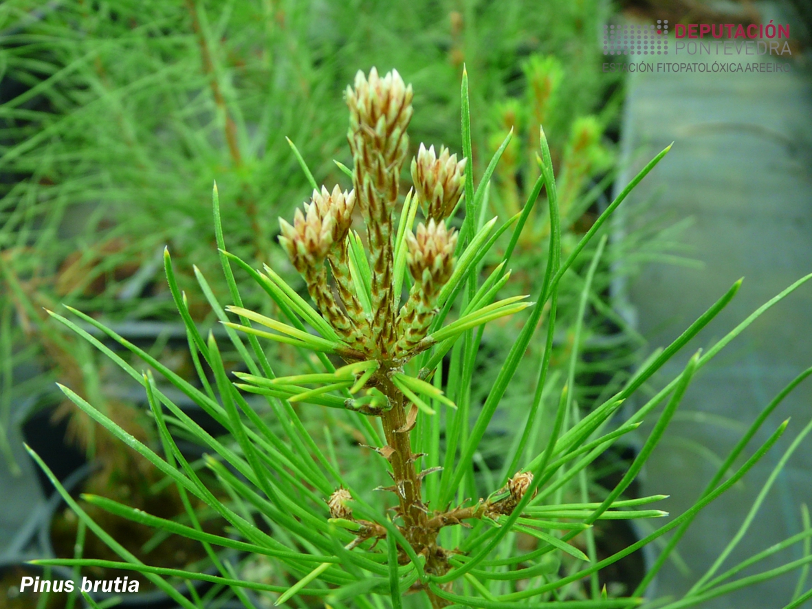 Piñeiro de Calabria