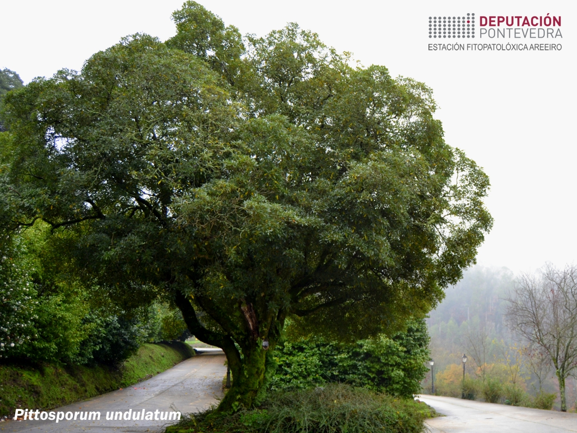 Pitósporo de Queensland