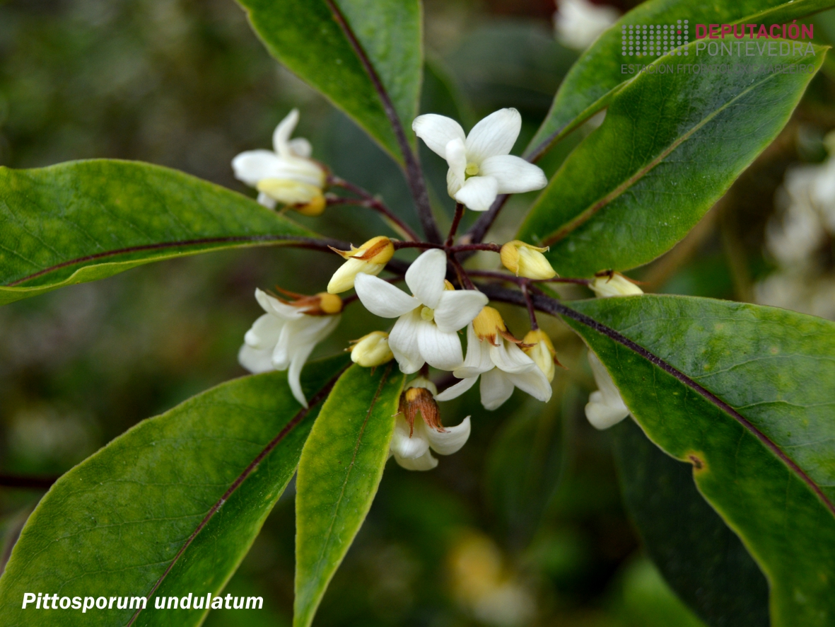 Pitósporo de Queensland