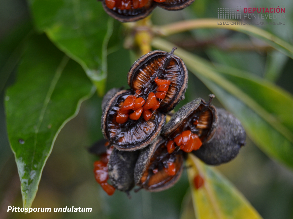 Pitósporo de Queensland