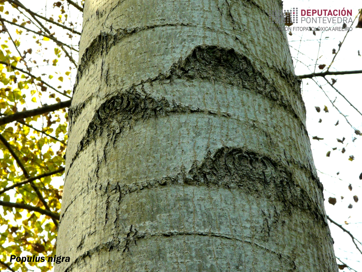 Chopo negro, álamo negro