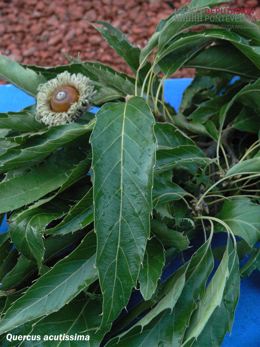 Carballo de follas de castiñeiro