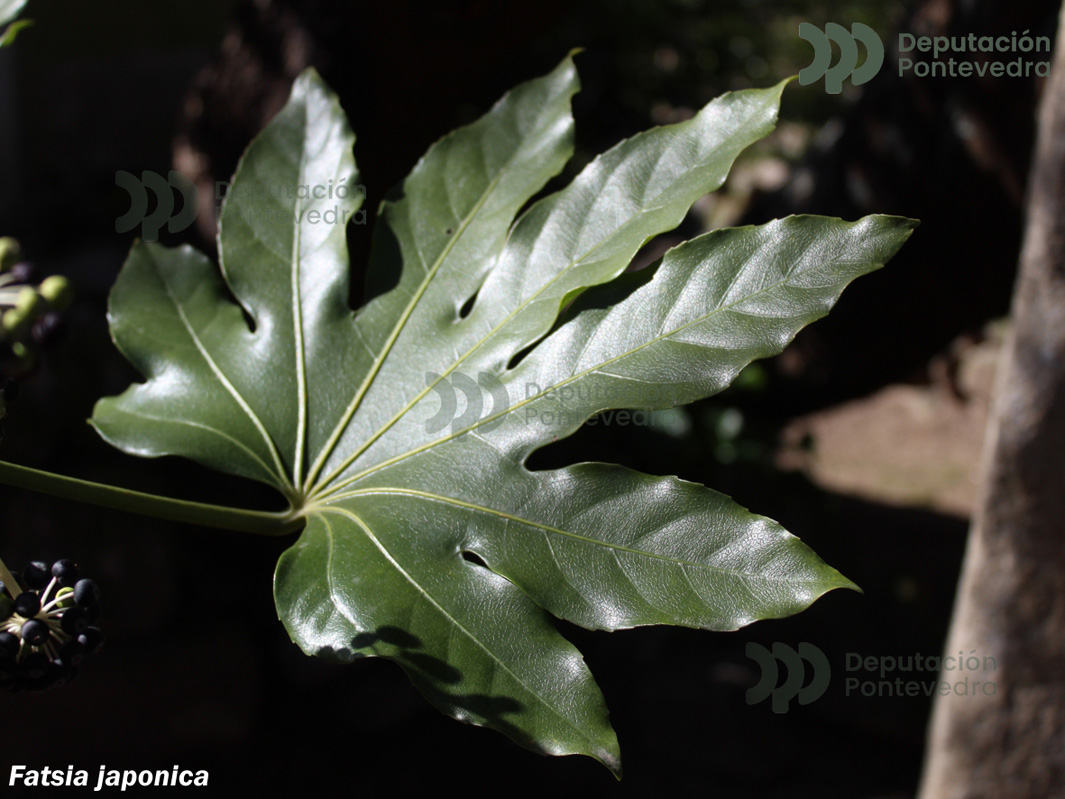 Fatsia japonica (Thunb. Decne et Planch.)