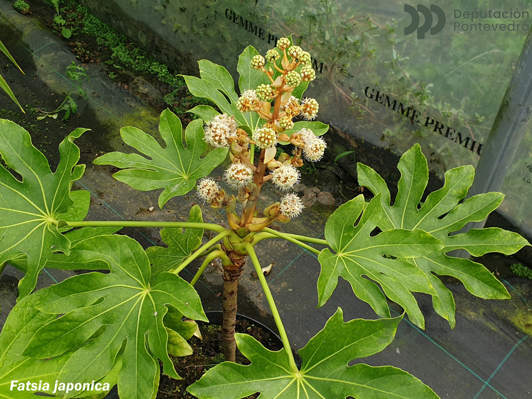 Fatsia japonica (Thunb. Decne et Planch.)