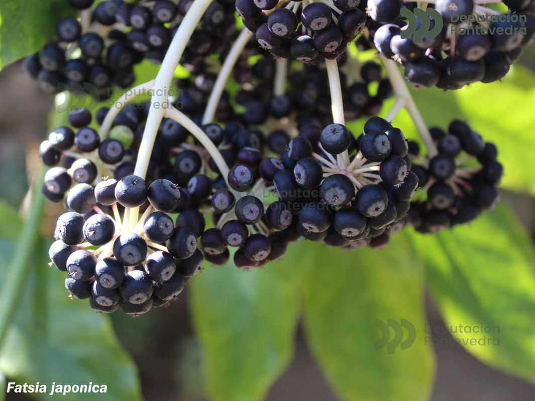 Fatsia japonica (Thunb. Decne et Planch.)