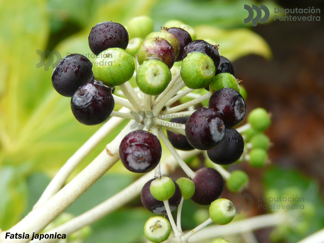 Fatsia japonica (Thunb. Decne et Planch.)