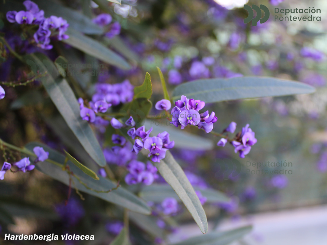 Hardenbergia violacea (Schneev.) Stearn
