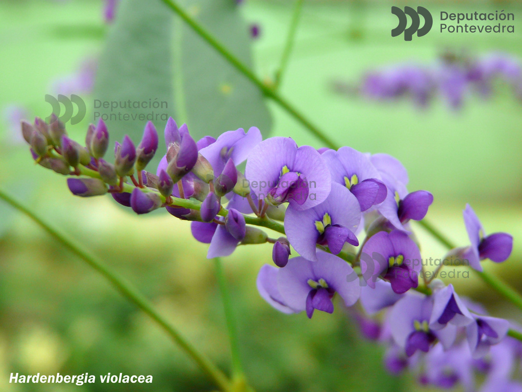 Hardenbergia violacea (Schneev.) Stearn