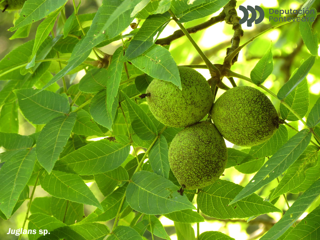 Juglans nigra L.