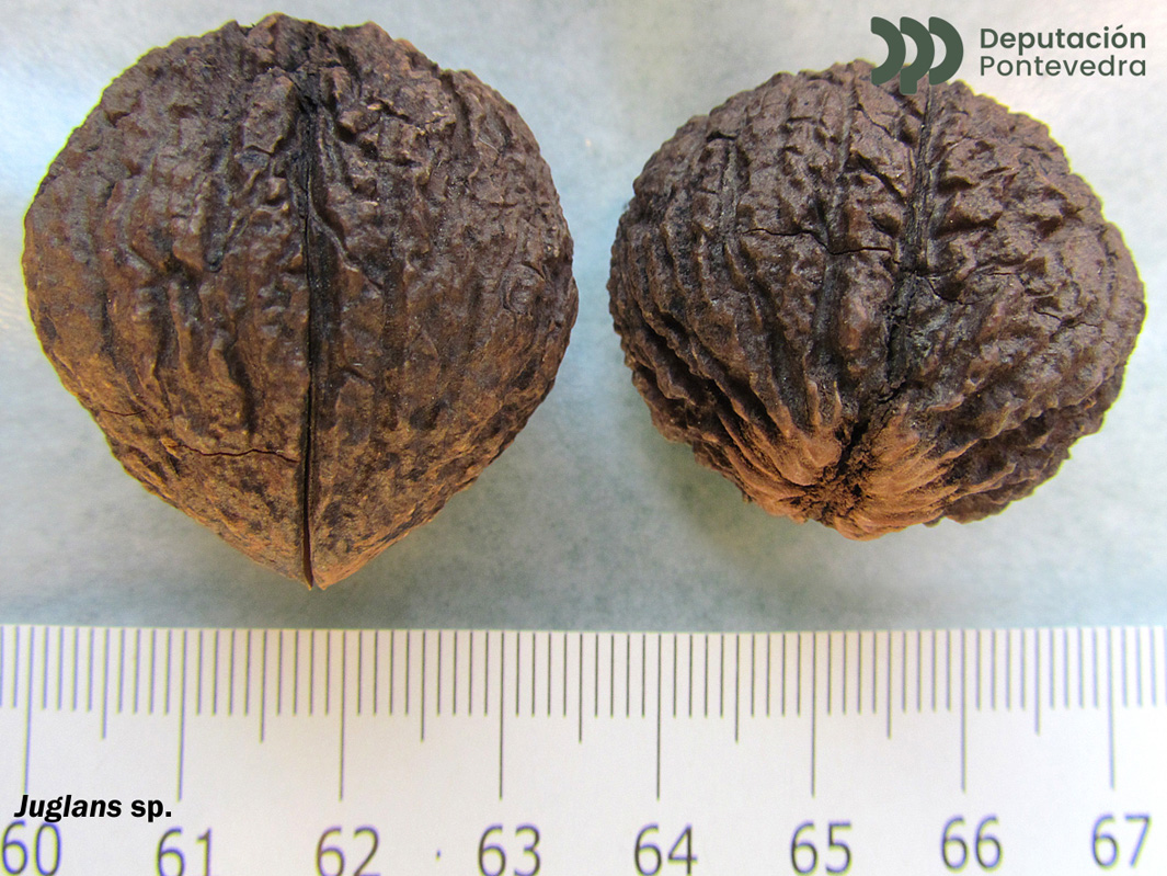 Juglans nigra L.