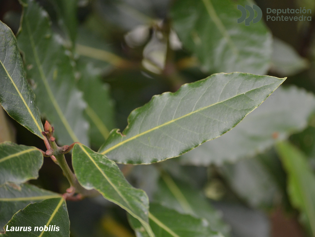 Laurus nobilis L.