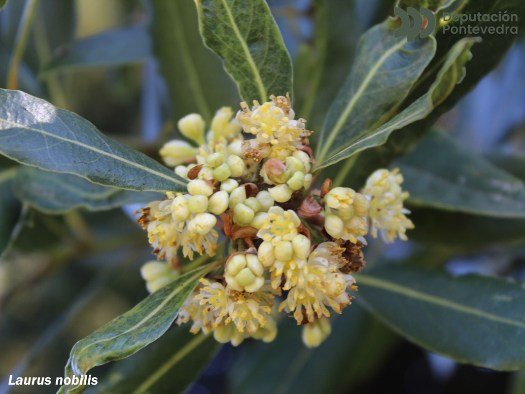 Laurus nobilis L.