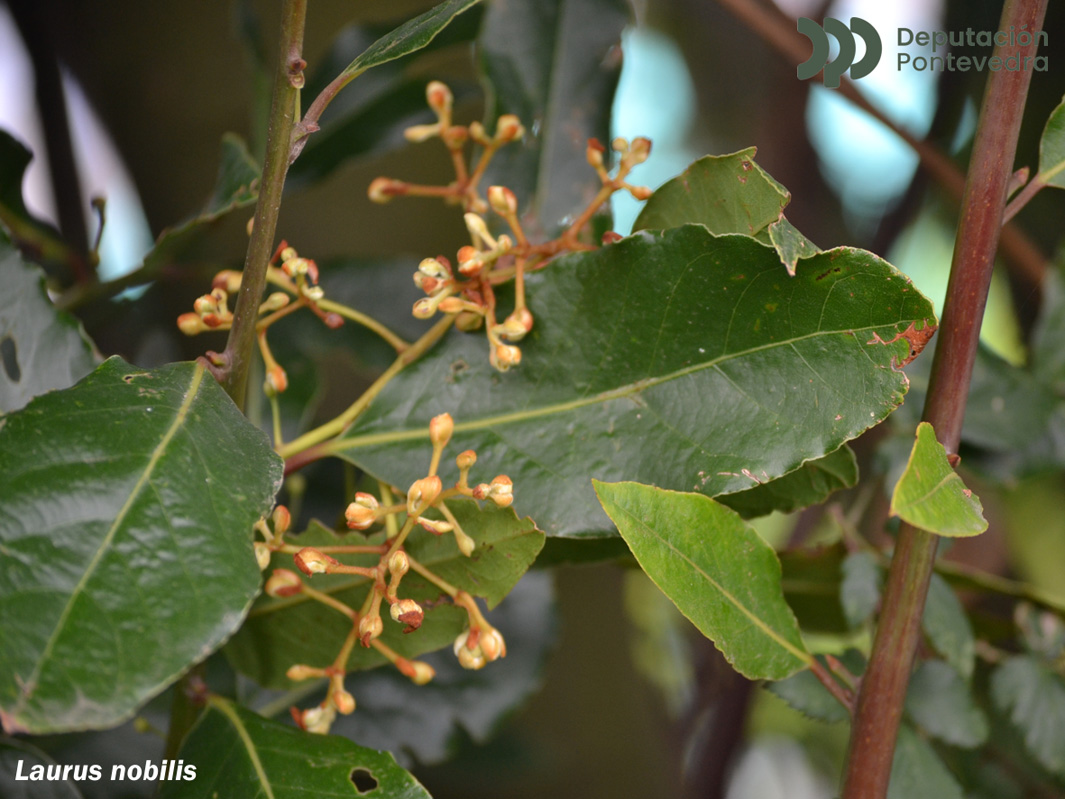 Laurus nobilis L.