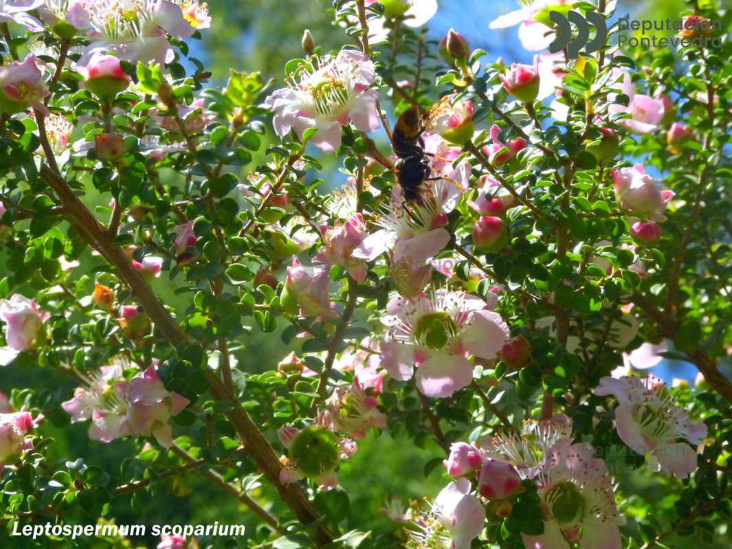 Leptospermum sp.
