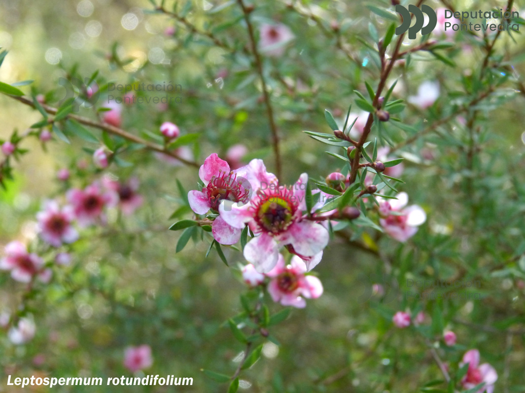 Leptospermum sp.