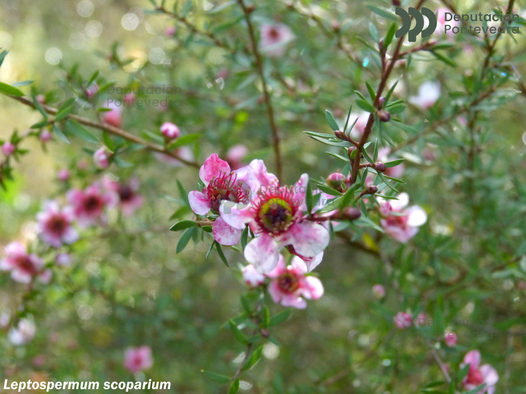 Leptospermum sp.