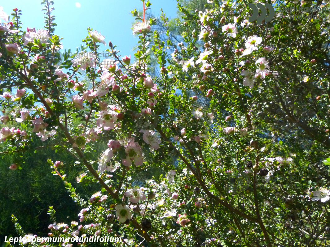 Leptospermum sp.