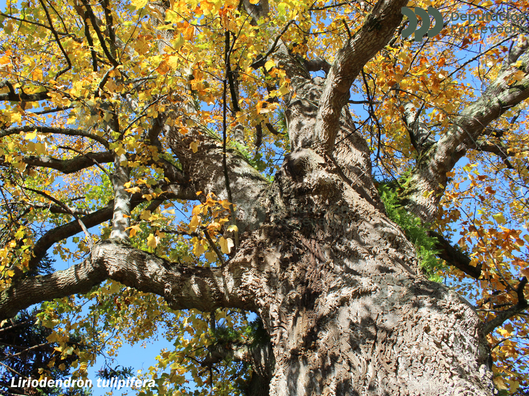 Liriodendron tulipifera L.