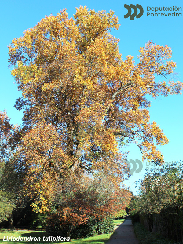 Liriodendron tulipifera L.