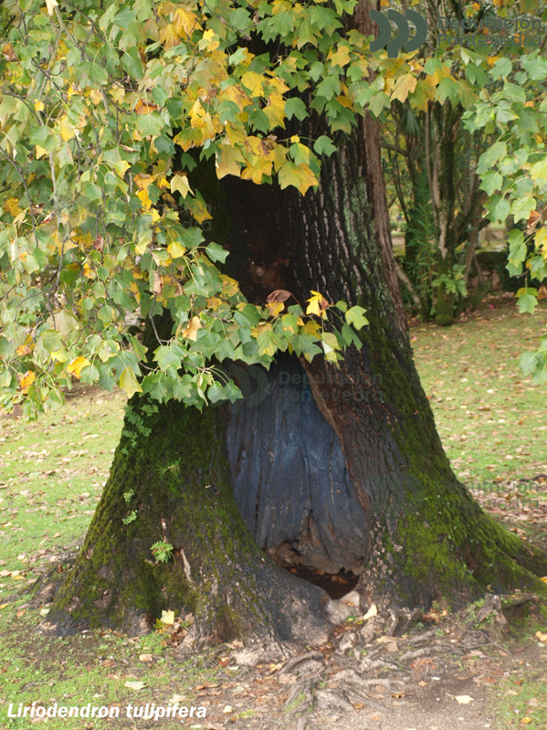Liriodendron tulipifera L.