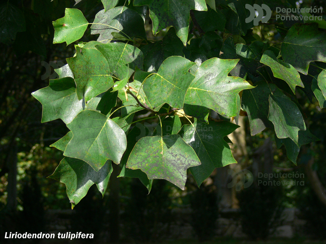 Liriodendron tulipifera L.