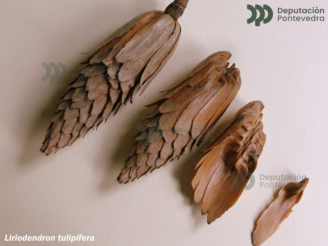 Liriodendron tulipifera L.
